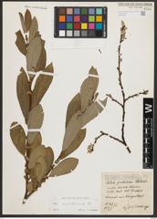 Foto von Salix appendiculata Vill.